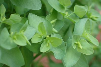 <i>Euphorbia peplus</i>