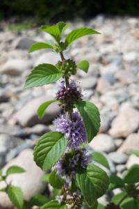 <i>Mentha arvensis</i>