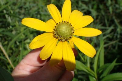 <i>Rudbeckia laciniata</i>
