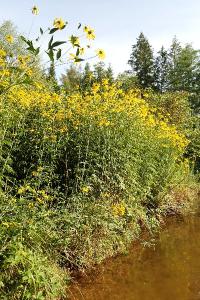 <i>Rudbeckia laciniata</i>