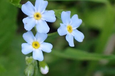 <i>Myosotis scorpioides</i>