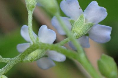 <i>Myosotis scorpioides</i>