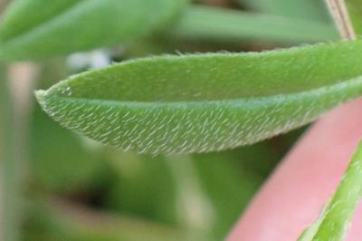 <i>Myosotis scorpioides</i>