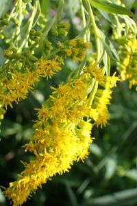<i>Solidago gigantea</i>