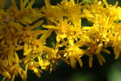 <i>Solidago gigantea</i>