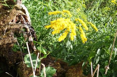 <i>Solidago gigantea</i>