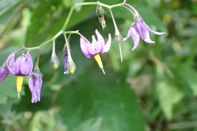 <i>Solanum dulcamara</i>