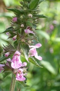 <i>Stachys palustris</i>