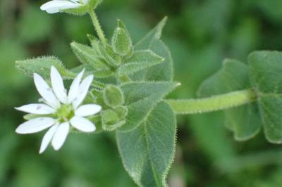<i>Stellaria aquatica</i>
