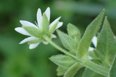 <i>Stellaria aquatica</i>