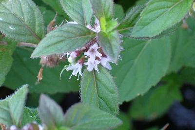 <i>Mentha arvensis</i>