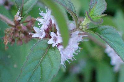 <i>Mentha arvensis</i>