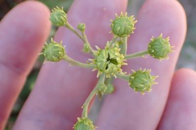 <i>Hieracium umbellatum</i>