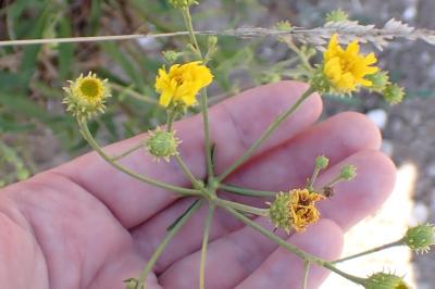 <i>Hieracium umbellatum</i>