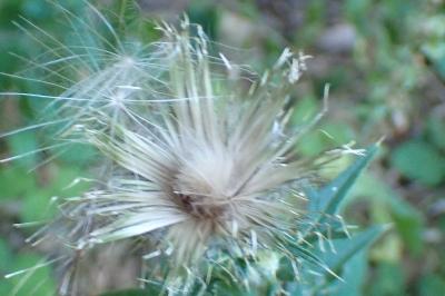 <i>Cirsium vulgare</i>
