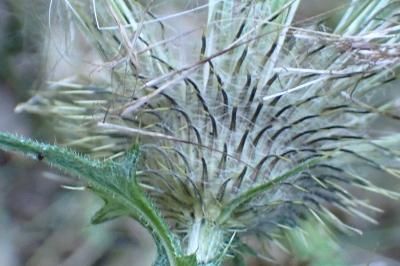 <i>Cirsium vulgare</i>