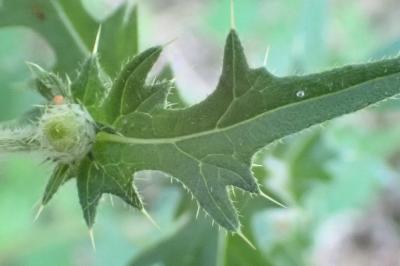 <i>Cirsium vulgare</i>