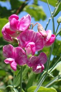 <i>Lathyrus latifolius</i>