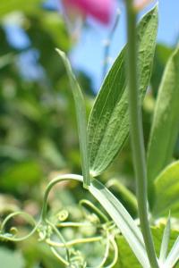 <i>Lathyrus latifolius</i>