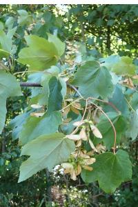 <i>Acer pseudoplatanus</i>
