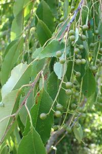 <i>Prunus serotina</i>
