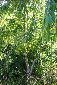 <i>Prunus serotina</i>
