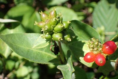 <i>Lonicera periclymenum</i>
