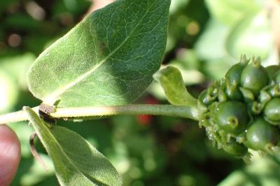 <i>Lonicera periclymenum</i>