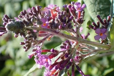 <i>Buddleja davidii</i>
