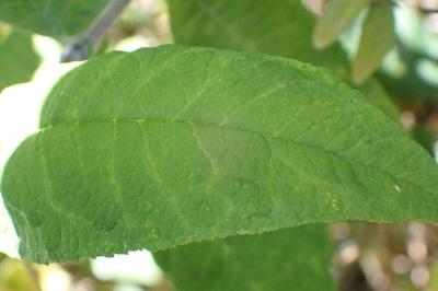 <i>Buddleja davidii</i>