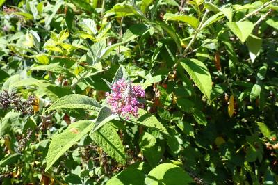<i>Buddleja davidii</i>