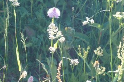 <i>Traunsteinera globosa</i>