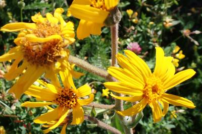 <i>Arnica montana</i>