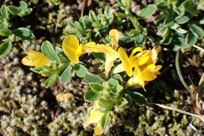 <i>Genista pilosa</i>