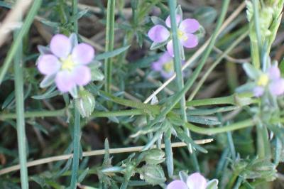 <i>Spergularia rubra</i>