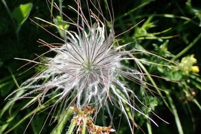 <i>Pulsatilla scherfelii</i>