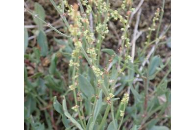 <i>Rumex acetosella</i>