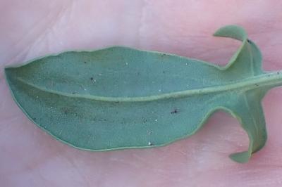<i>Rumex acetosella</i>