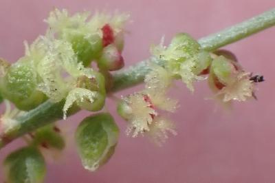 <i>Rumex acetosella</i>