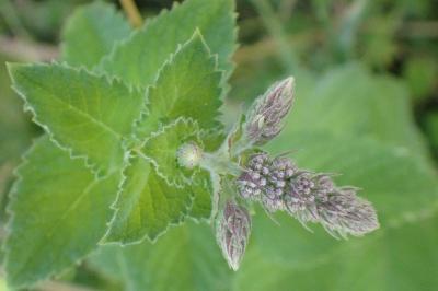 <i>Mentha suaveolens</i>