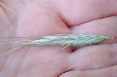 <i>Hordeum vulgare subsp. distichon</i>