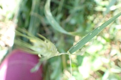 <i>Hordeum vulgare subsp. distichon</i>