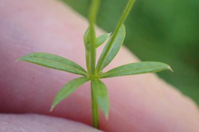 <i>Galium uliginosum</i>