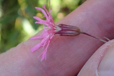<i>Lychnis flos-cuculi</i>