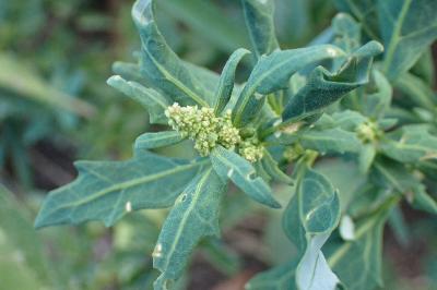 <i>Oxybasis glauca</i>