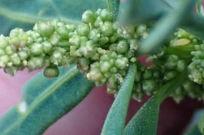 <i>Oxybasis glauca</i>