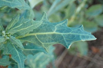 <i>Oxybasis glauca</i>