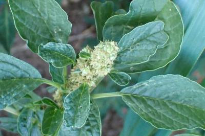 <i>Amaranthus blitum</i>