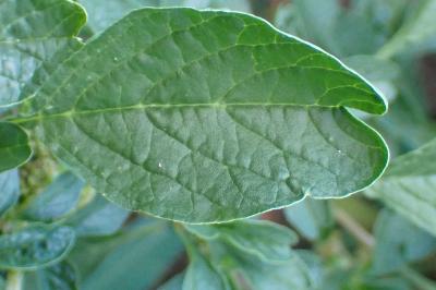 <i>Amaranthus blitum</i>