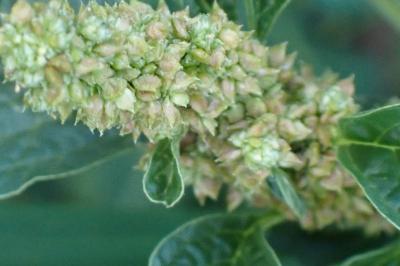 <i>Amaranthus blitum</i>